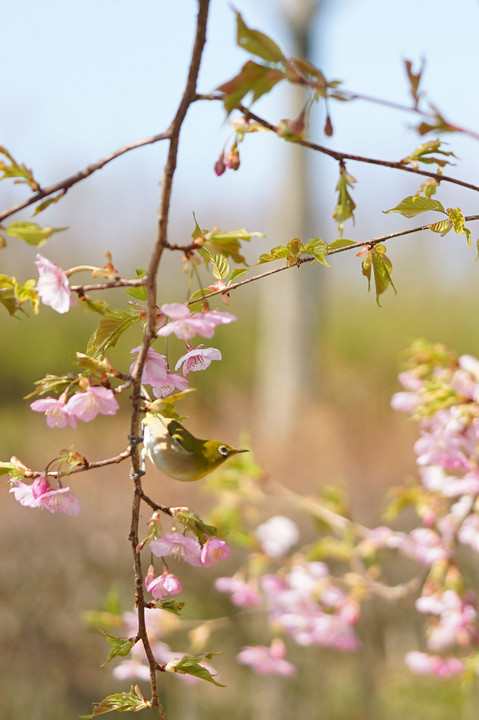 早咲きの桜とメジロ