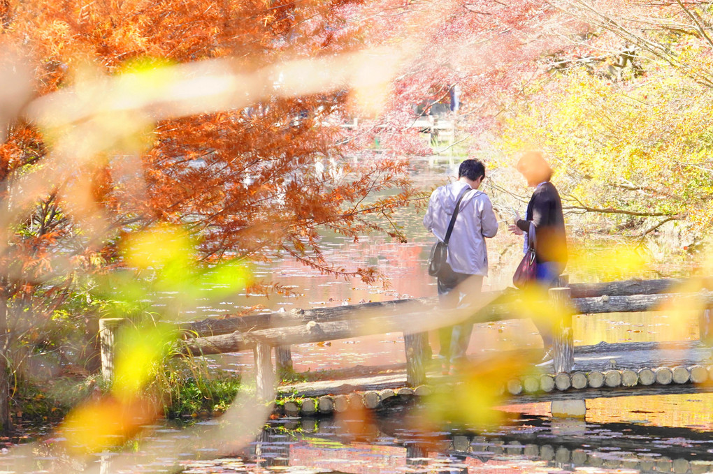 紅葉を求めて