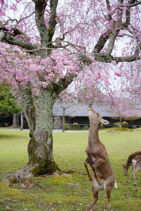 奈良公園で鹿とさくらと・・