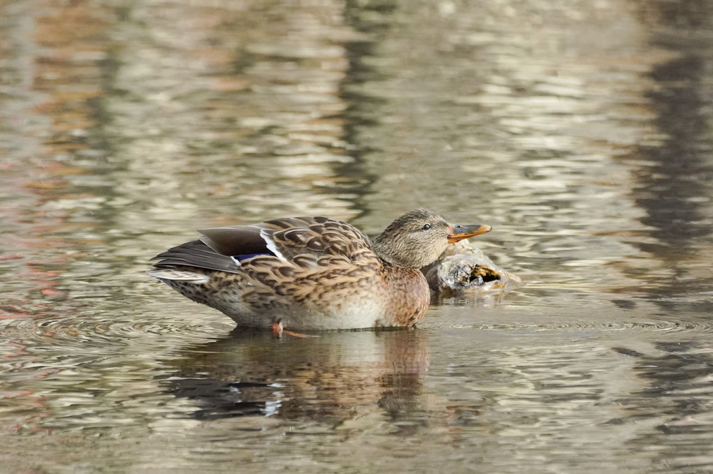 鳥さんに遊んでもらったヨ！