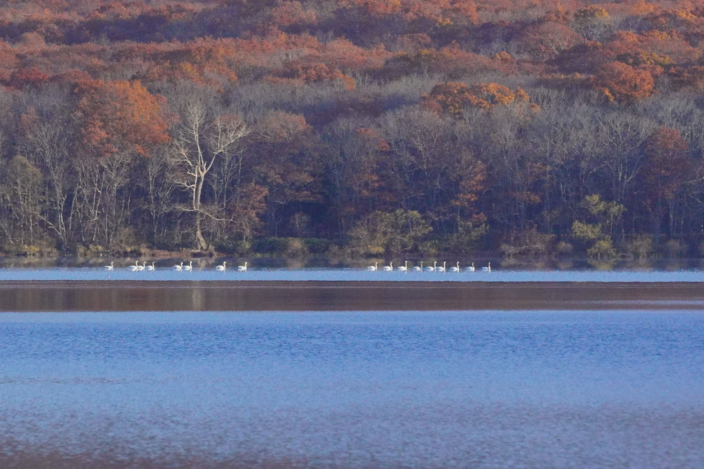 大沼公園