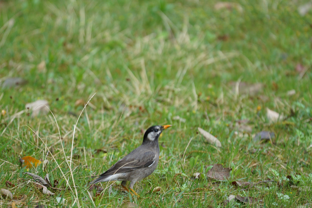 明石公園の探鳥会で