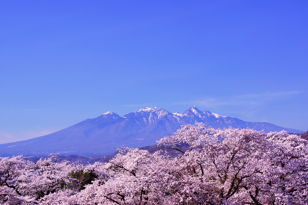 八ヶ岳と桜・・・