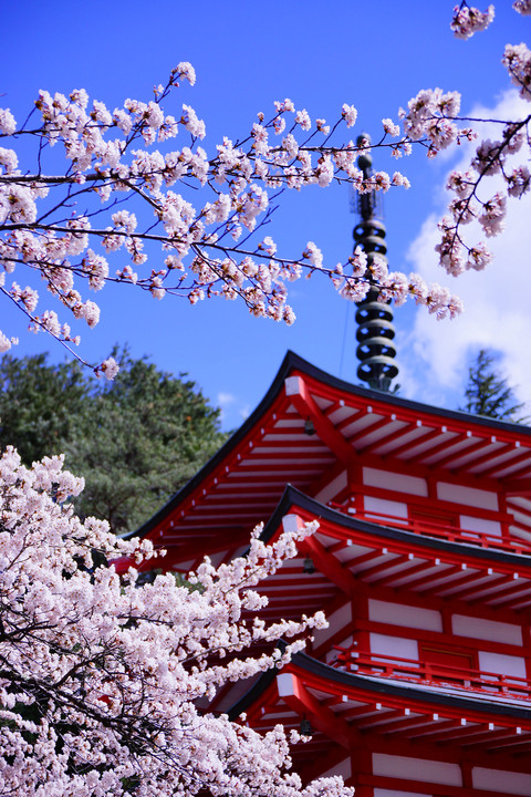 忠霊塔と桜富士