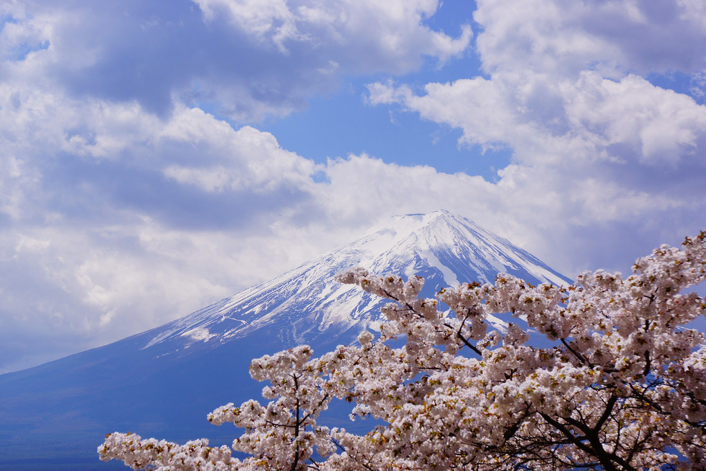 富士と桜を求めて・・・