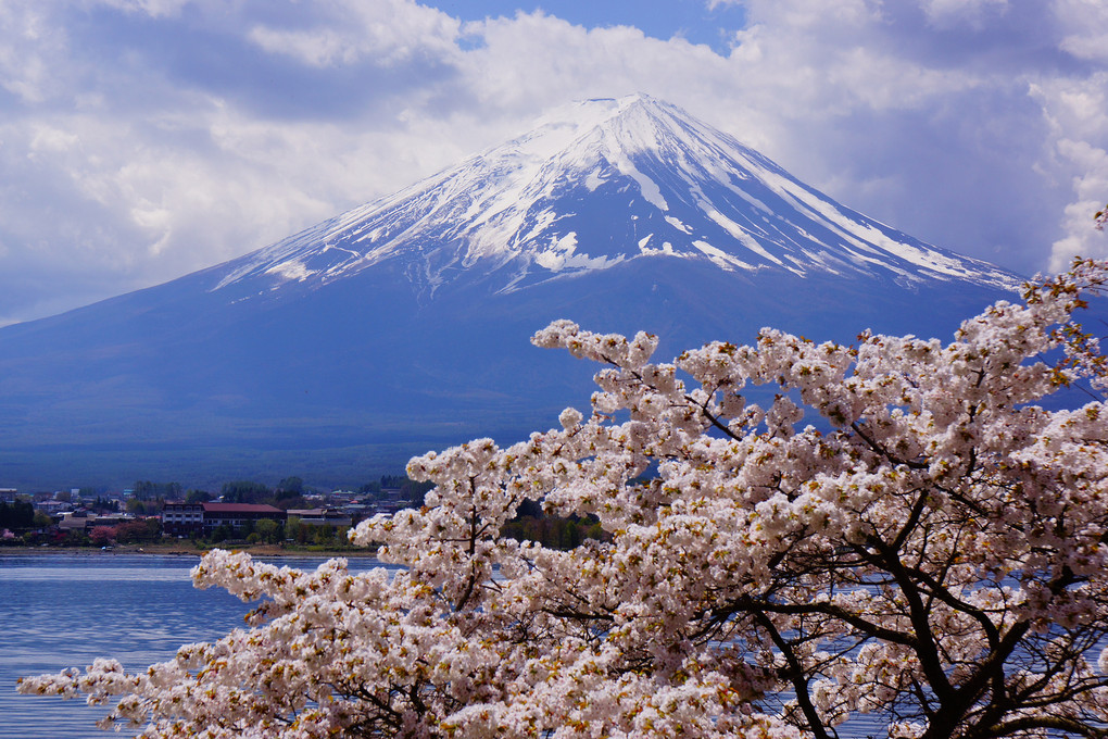 富士と桜を求めて・・・