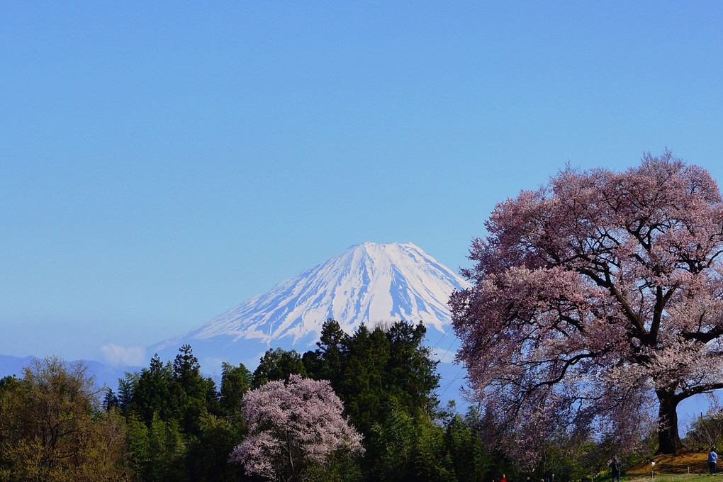 富士と桜・・・