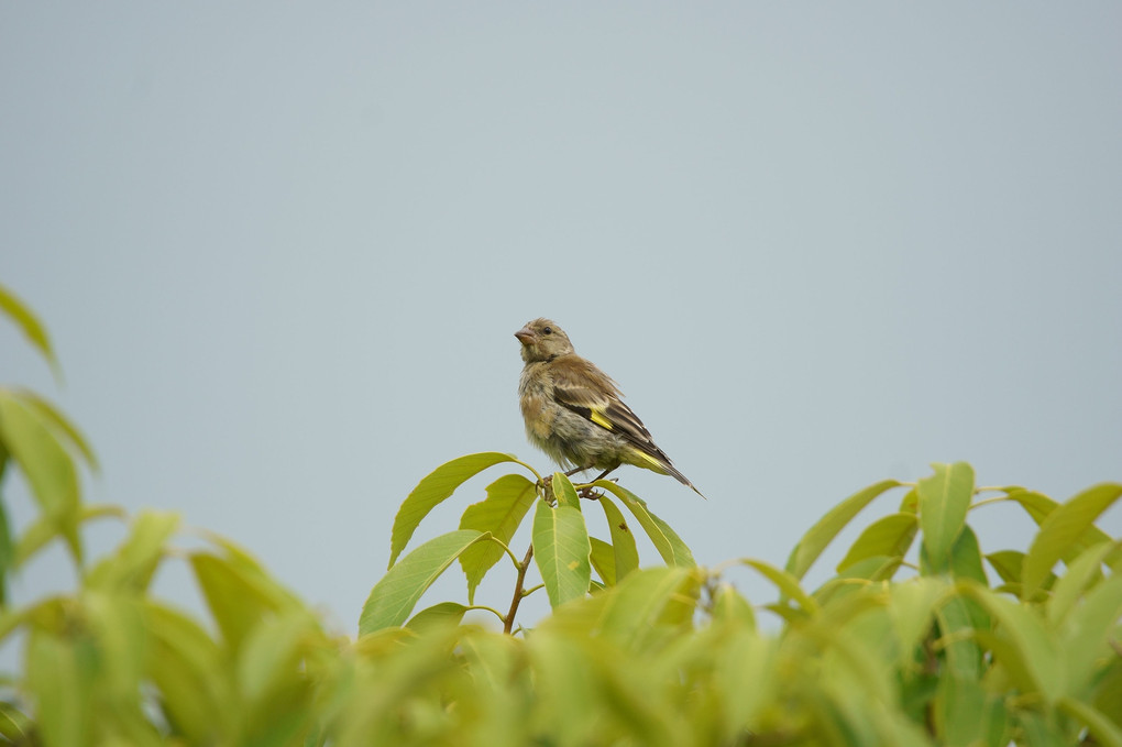 今日の野鳥