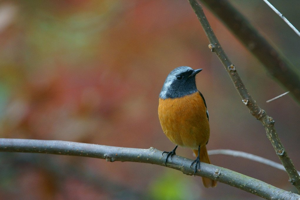 冬の野鳥さん