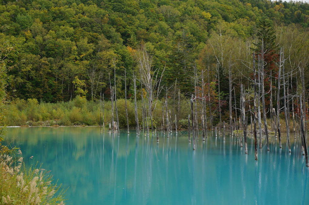 初秋の青い池