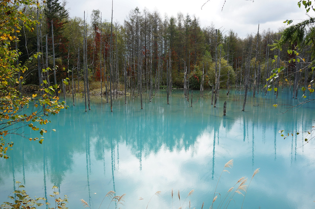 初秋の青い池