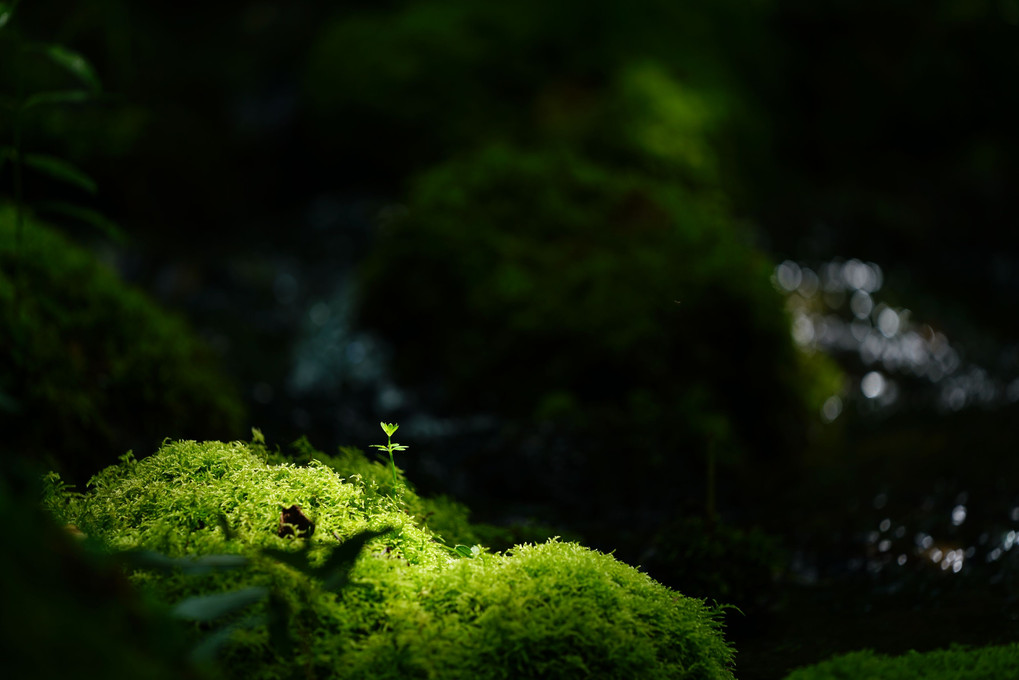 東川町国際写真フェスティバル 