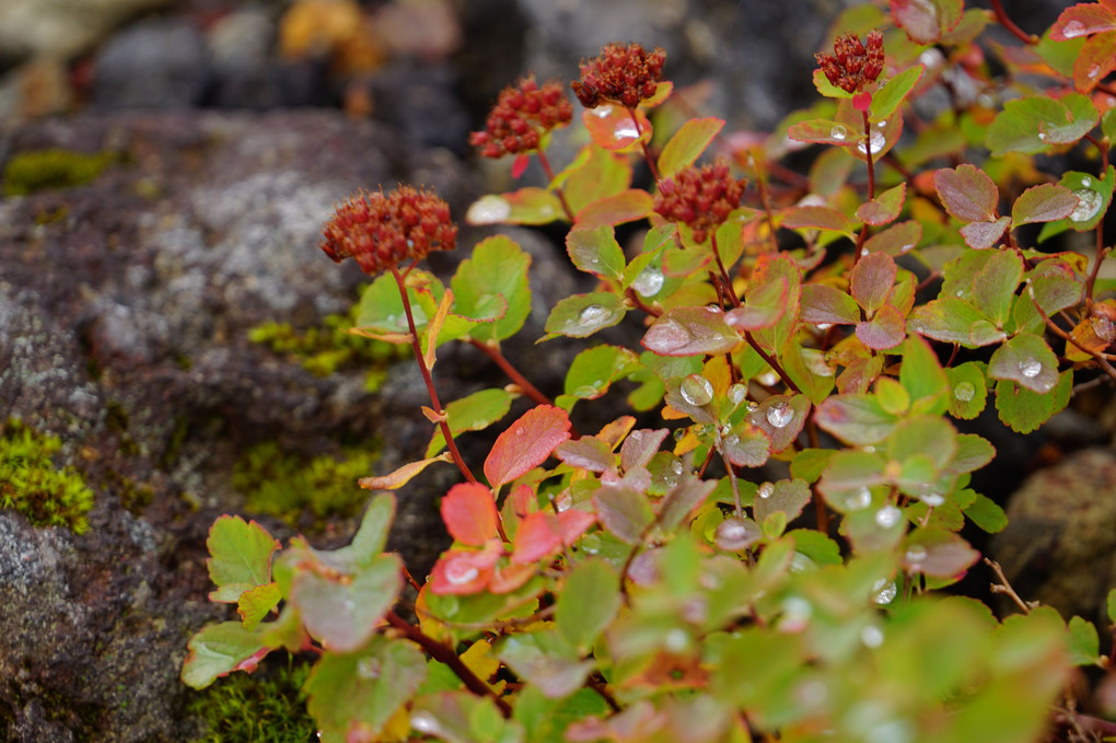 秋のお山で出会った植物たち