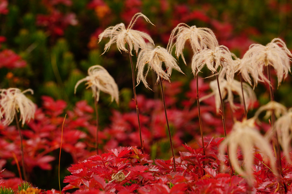 秋のお山で出会った植物たち