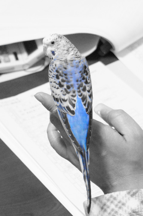 My Blue Bird