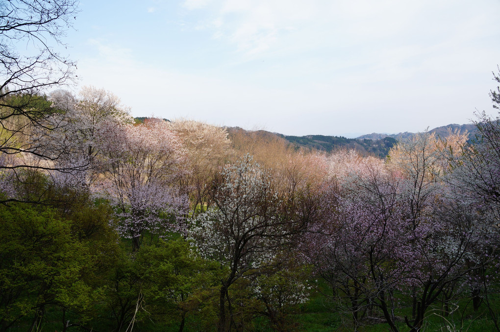 また来年も行きたい二反田の桜