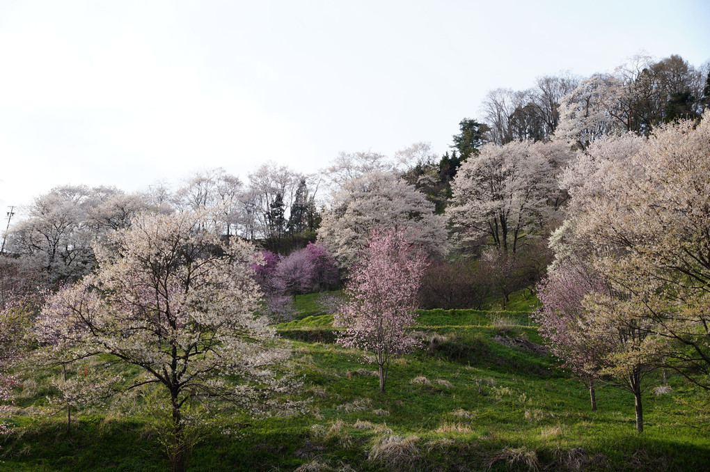 小川村の桜は静かですてきです