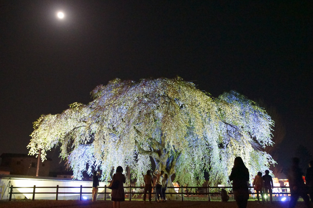 月夜の枝垂れ桜