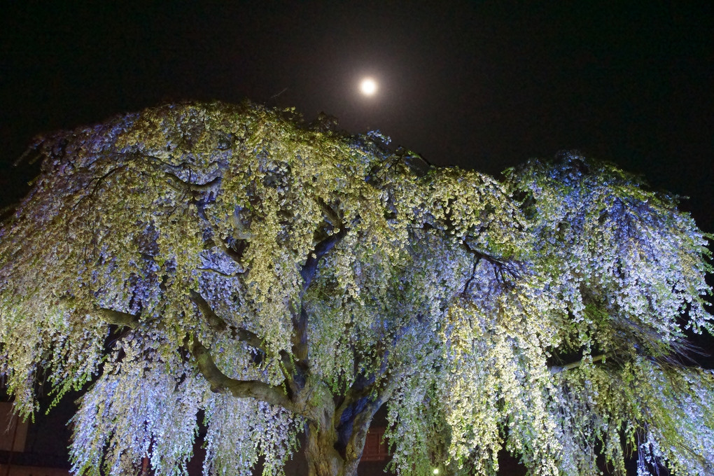 月夜の枝垂れ桜