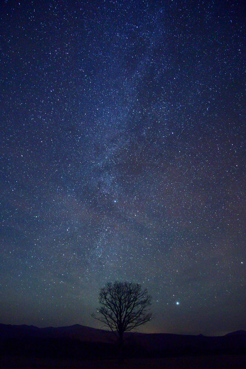 星夜の大樹