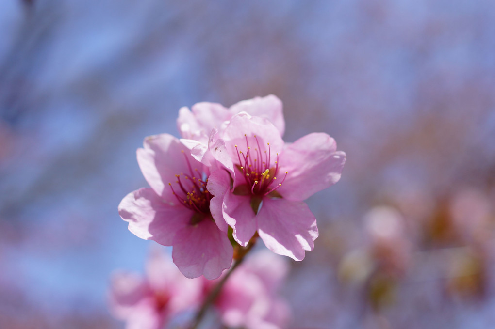 5月の桜　