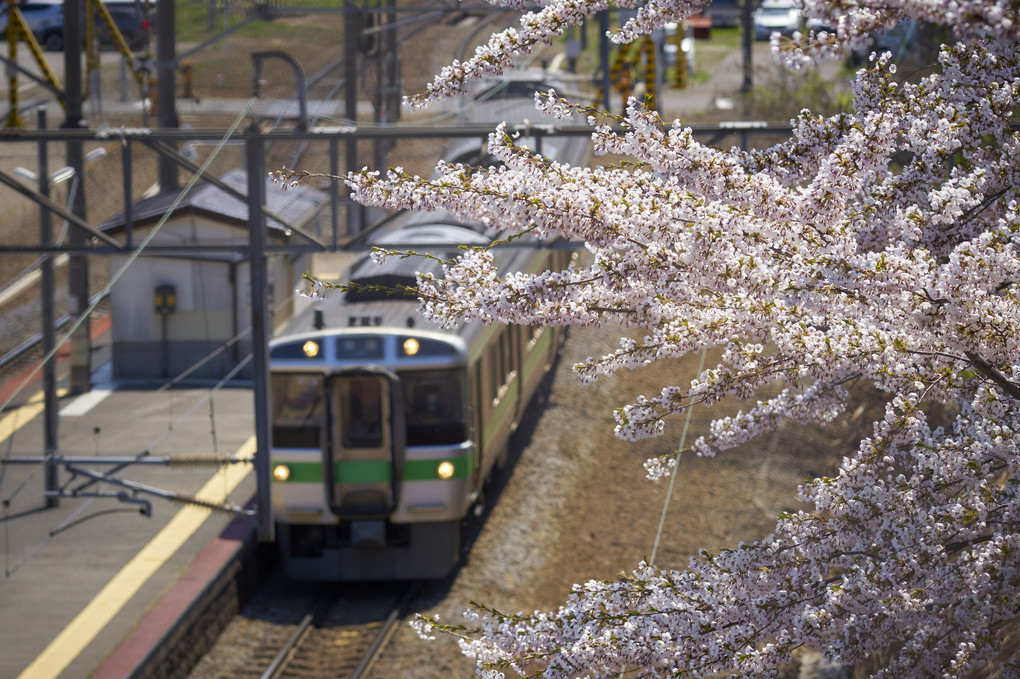 南小樽の桜