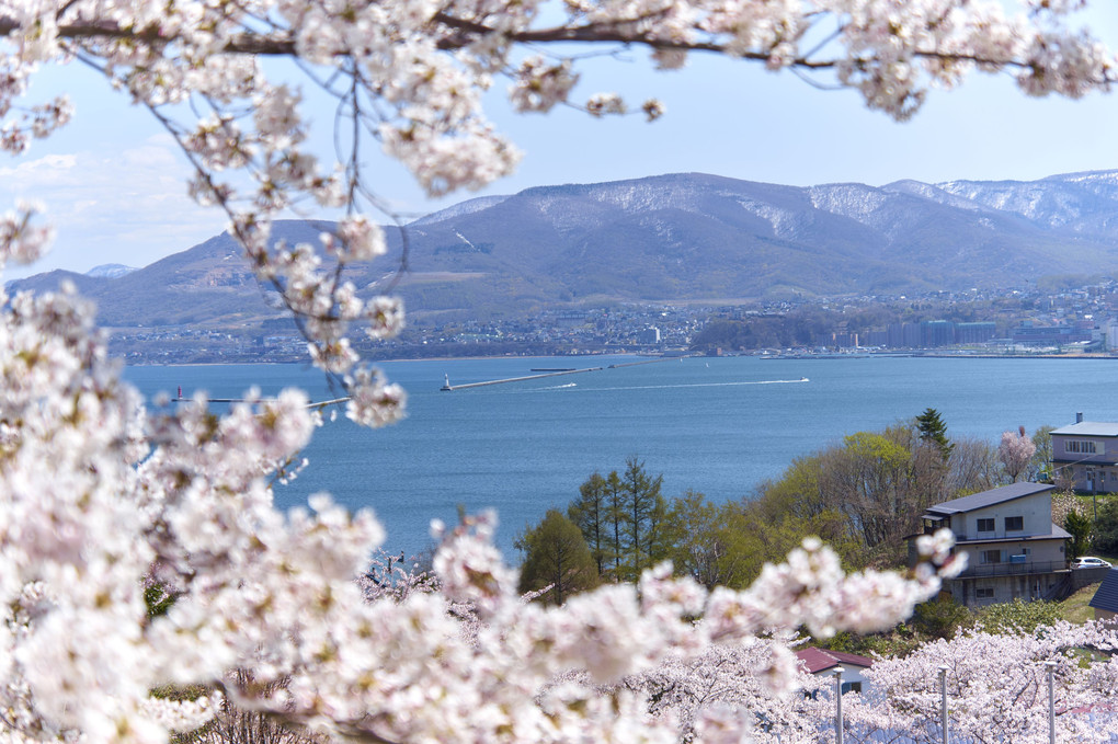 海の見える桜丘
