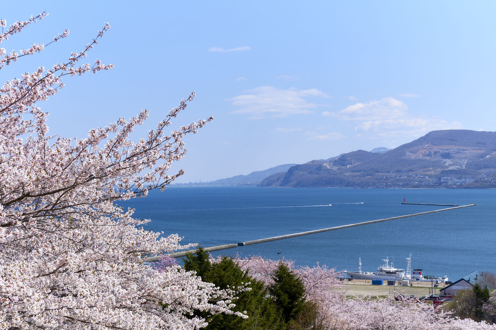 海の見える桜丘