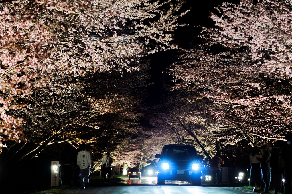 夜桜Drive