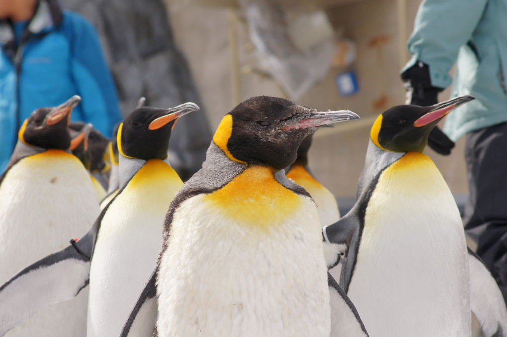 旭山動物園のペンギンたち