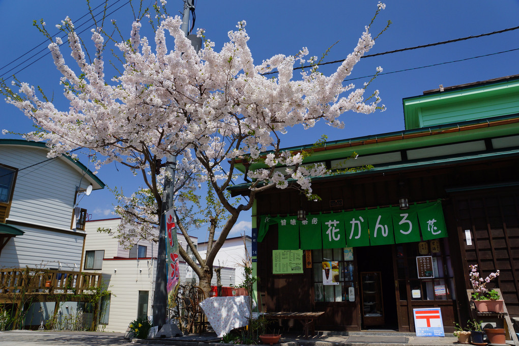桜咲く函館・元町散策