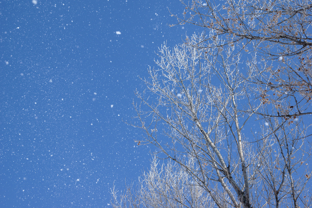 青空に舞う雪と樹氷