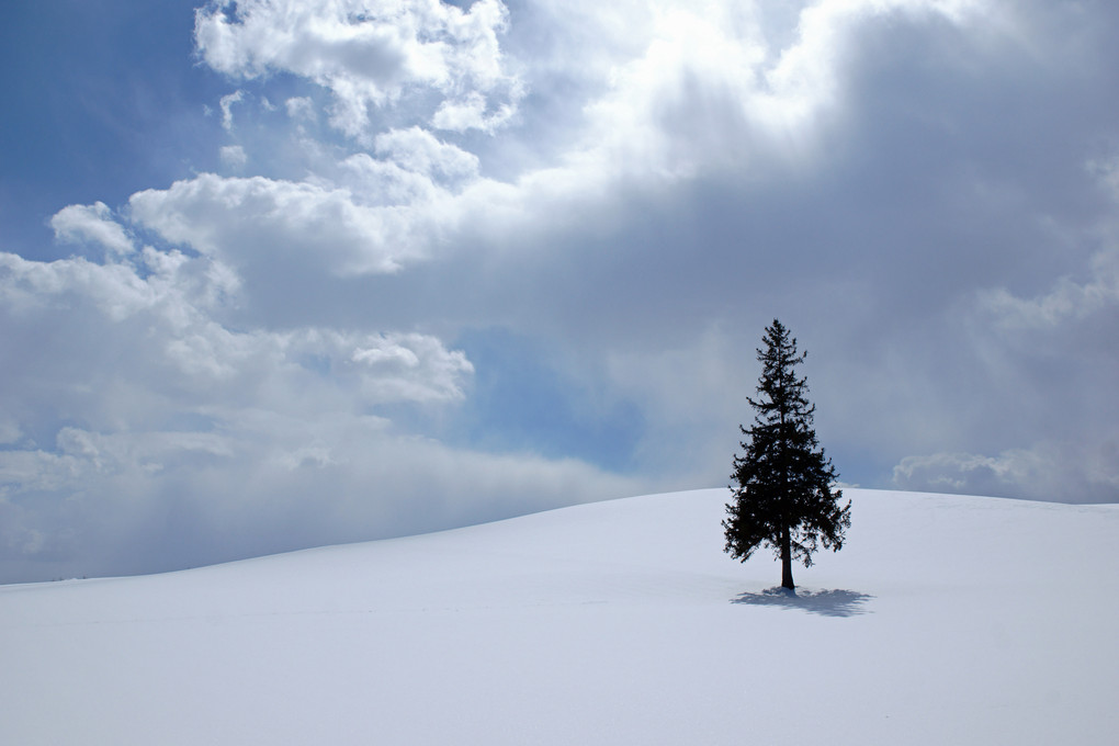 冬の美瑛その２　クリスマスツリーの木