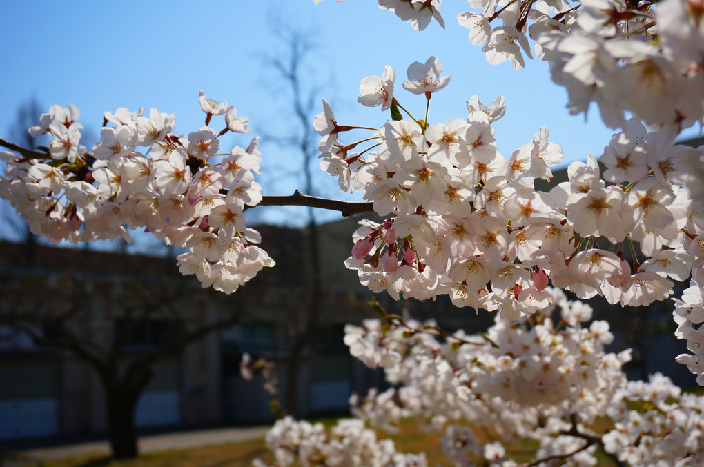 ご近所の桜たち