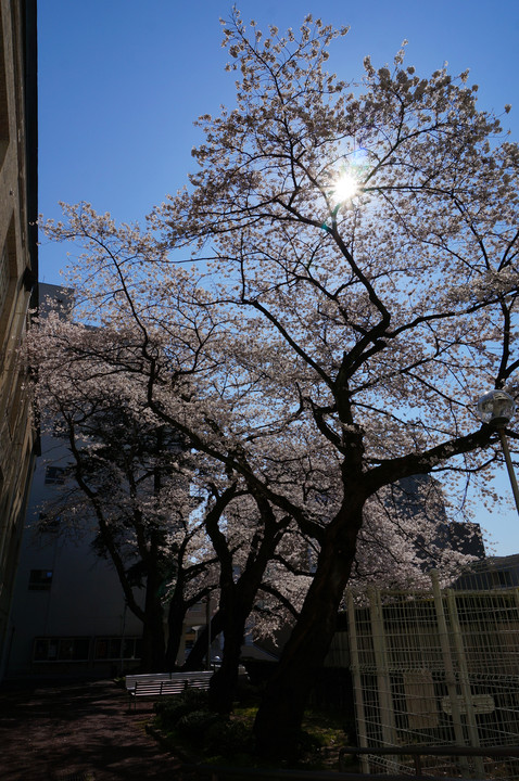 ご近所の桜たち