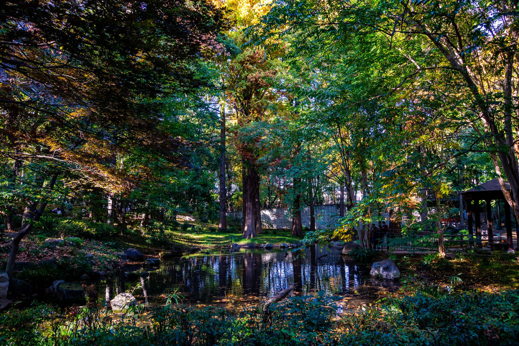 秋の林試の森公園