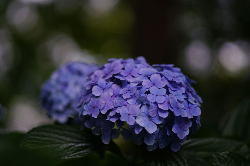 今日の紫陽花