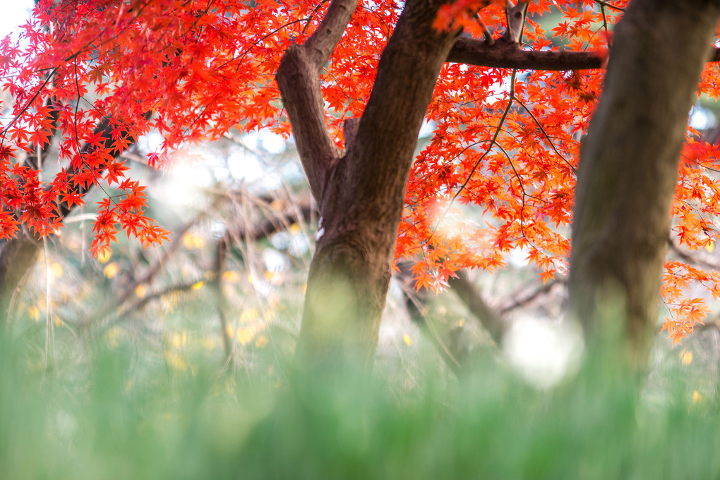 SAYONARA Autumn - Shinjuku -