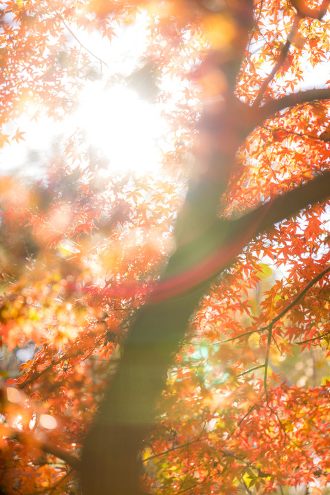 SAYONARA Autumn - Shinjuku -