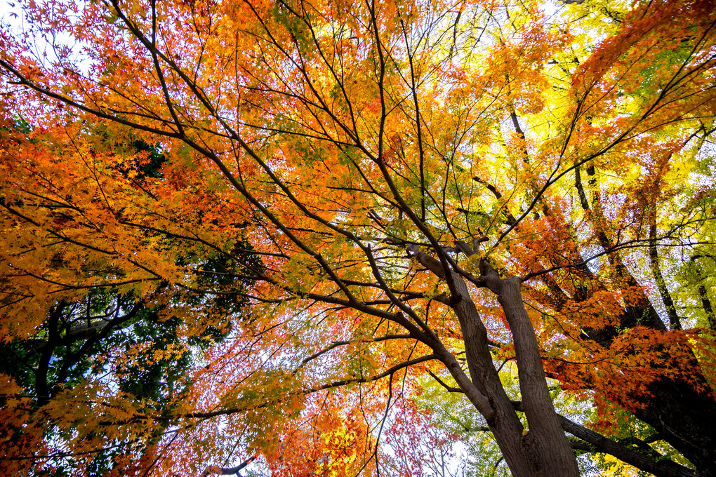 SAYONARA Autumn - Shinjuku -
