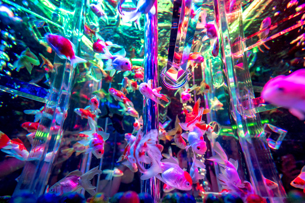 十景繚乱　- Art Aquarium 2015 -