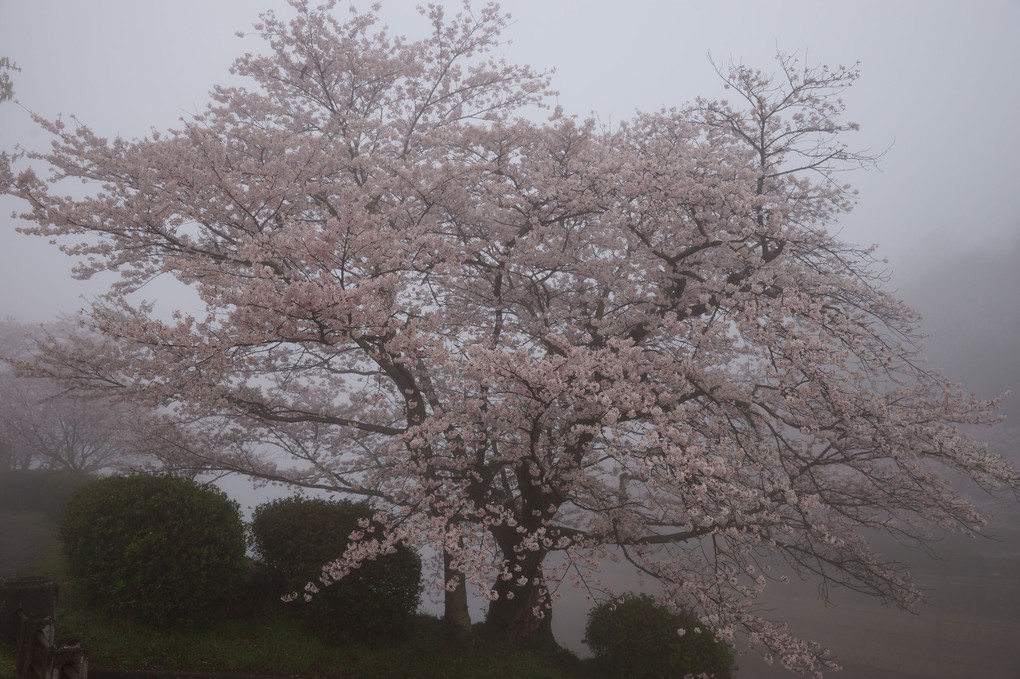 朝靄の中の桜