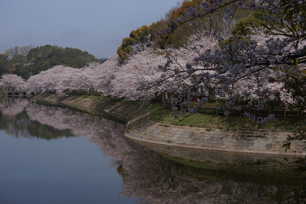 池に映る桜並木