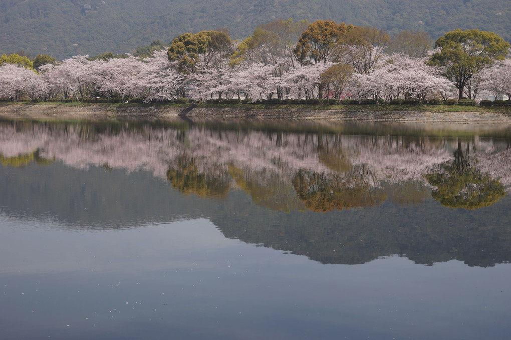 池に映る桜2
