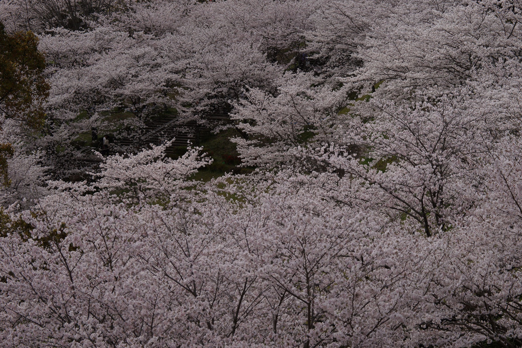 咲き誇る桜たち