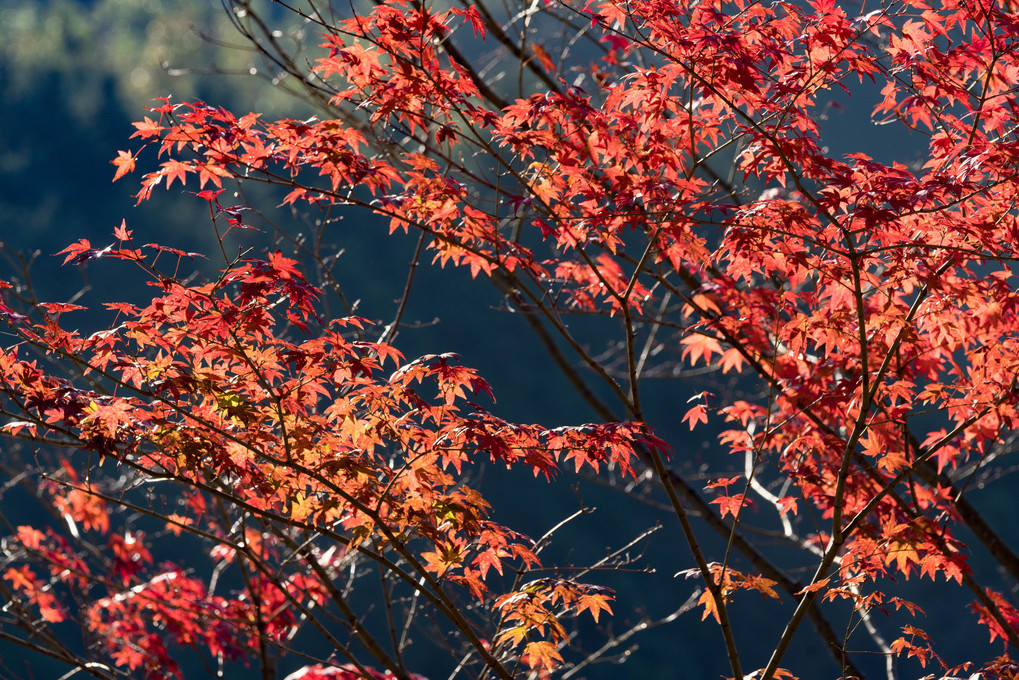 班蛇口湖の紅葉