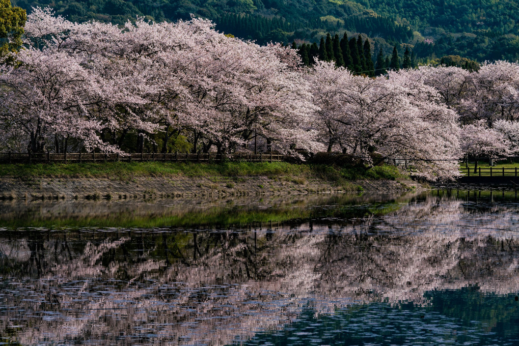 水面に映る桜