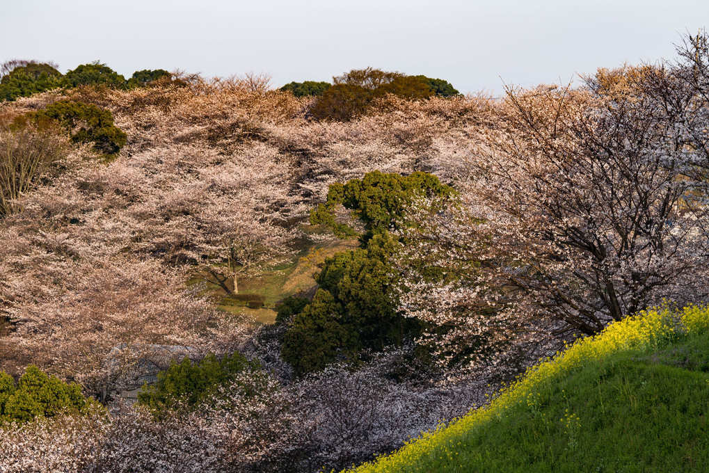 菊池公園の桜