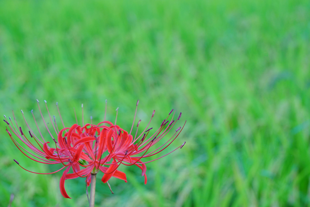 明日香村の秋🌾