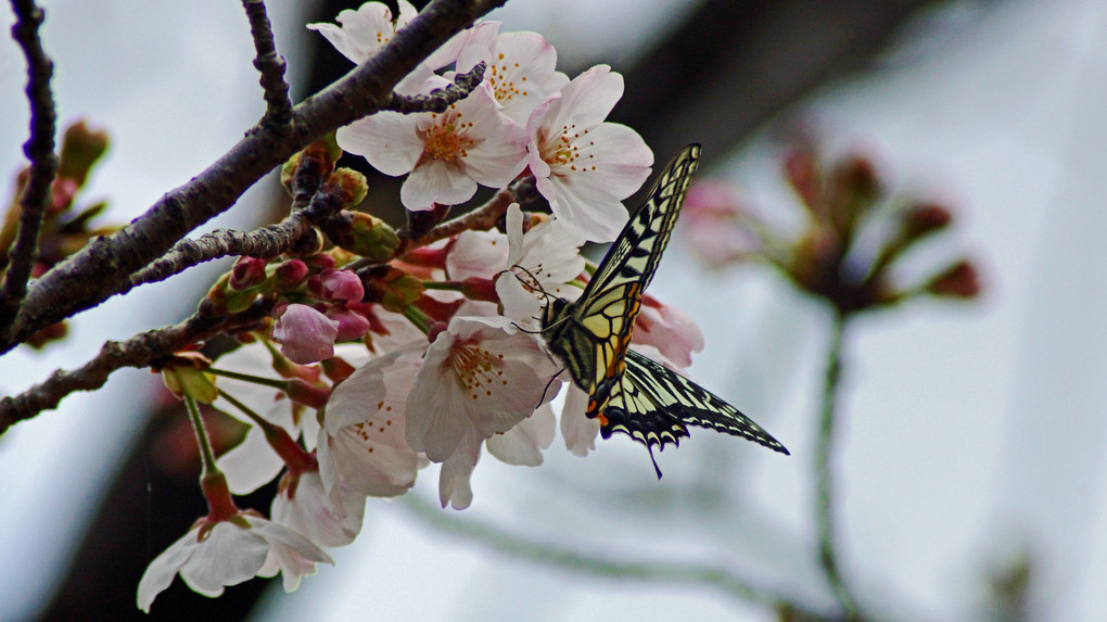 桜にアゲハ蝶Ⅱ